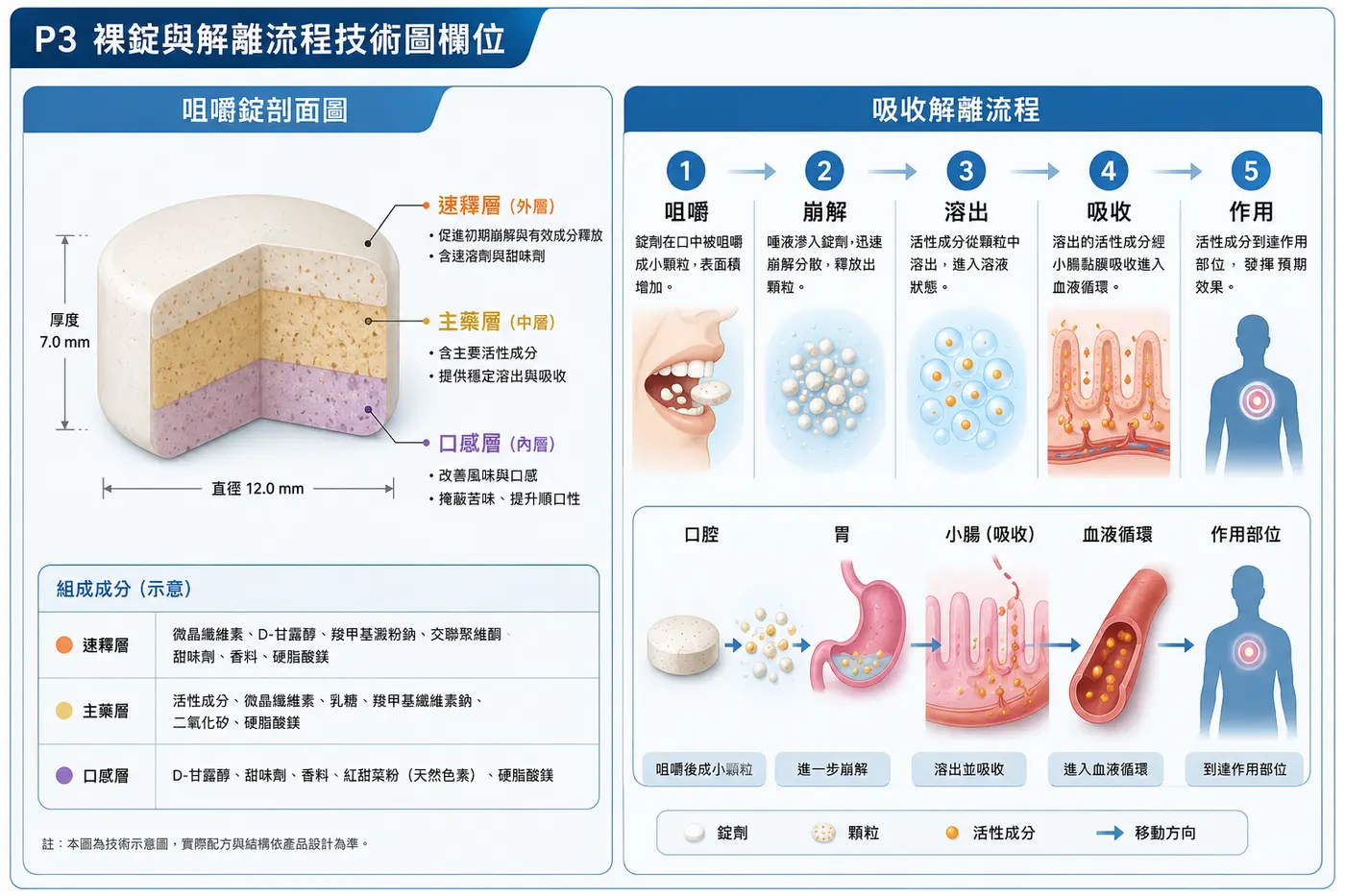 MAL 活粒鈣咀嚼錠三層結構與人體吸收解離流程科學圖解